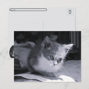 Postcross - Bob in Think - Black & White Cat Vykort