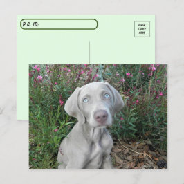 Postcross Brooklyn s Garden Party - Weimaraner Vykort