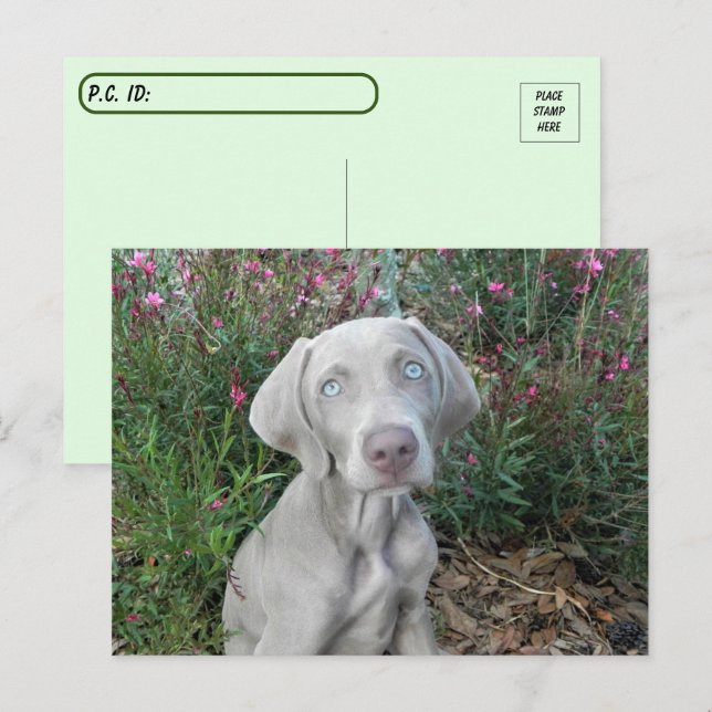 Postcross Brooklyn s Garden Party - Weimaraner Vykort (Fram/baksida)