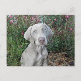 Postcross Brooklyn s Garden Party - Weimaraner Vykort