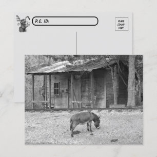 Postcross Cabin och Donkey i B&W-vykort Vykort