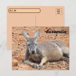 Postcross Confident Kangaroo Vykort