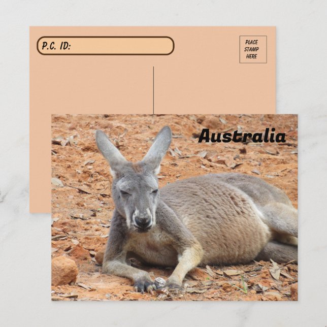 Postcross Confident Kangaroo Vykort (Fram/baksida)