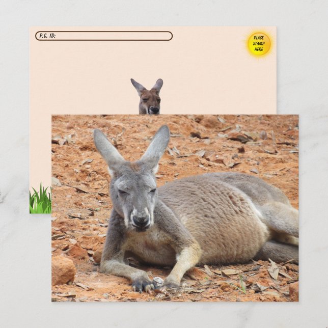 Postcross Confident Kangaroo Vykort (Fram/baksida)