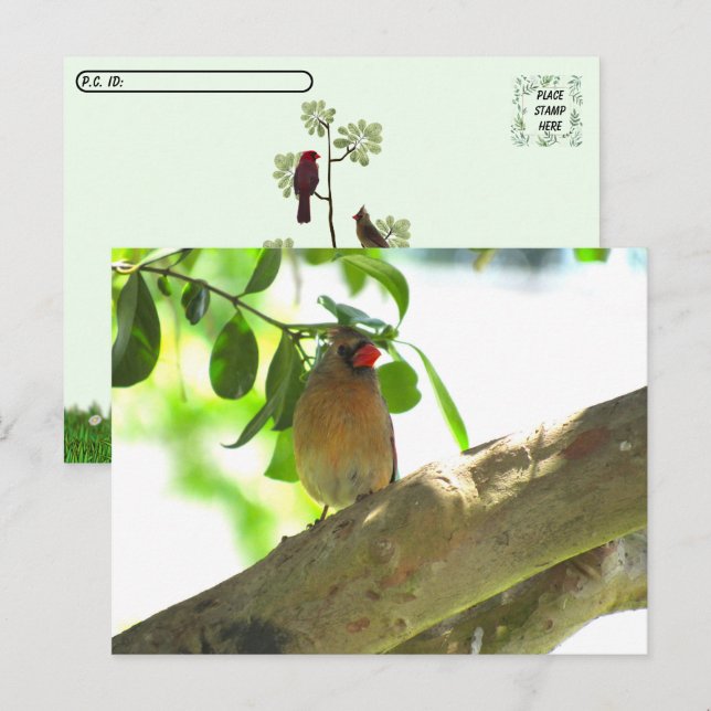 Postcross - Female kardinal Backyard Bird Vykort (Fram/baksida)
