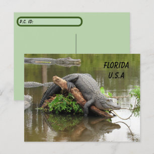 Postcross Florida Alligator w ID Box Vykort