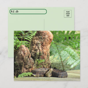 Postcross - Florida Cottonmouth in Swamp Vykort