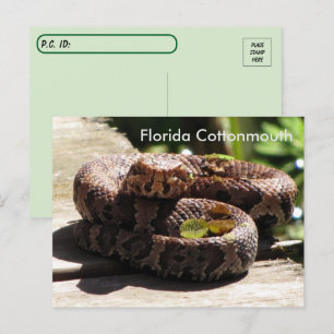 Postcross - Florida Cottonmouth Postcard Vykort