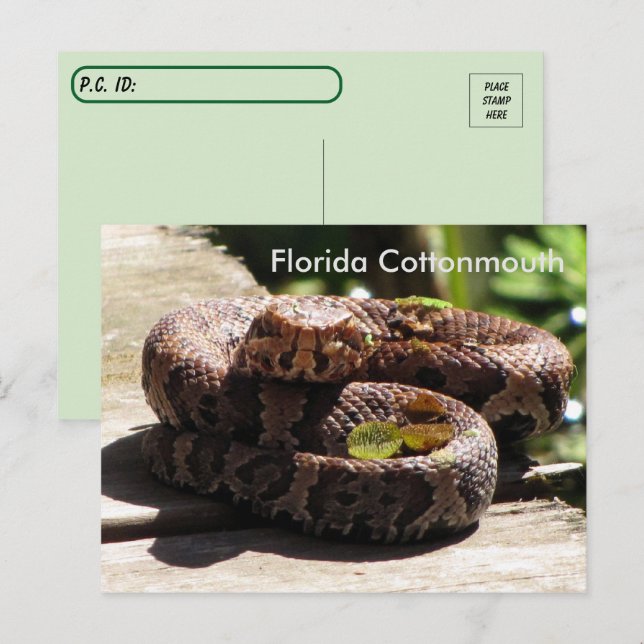 Postcross - Florida Cottonmouth Postcard Vykort (Fram/baksida)