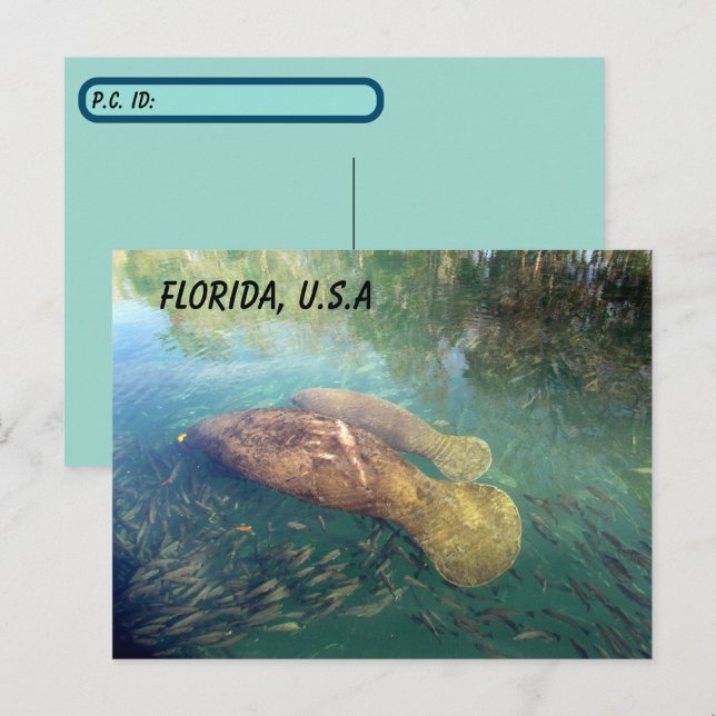 Postcross Florida Manatee och Baby w ID Box Vykort (Fram/baksida)