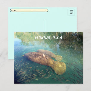 Postcross Florida Manatee och Baby w ID Box Vykort