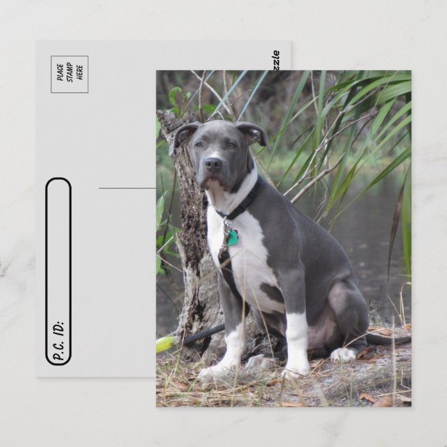 Postcross Handsome Pit Bull Postcard Vykort (Fram/baksida)