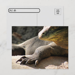 Postcross - Komodo Dragon Postcard Vykort