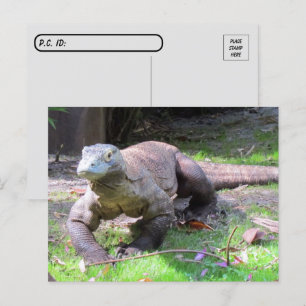 Postcross - Komodo Dragon Tittar Sweet Vykort