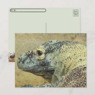 Postcross - Komodo Dragon Vykort