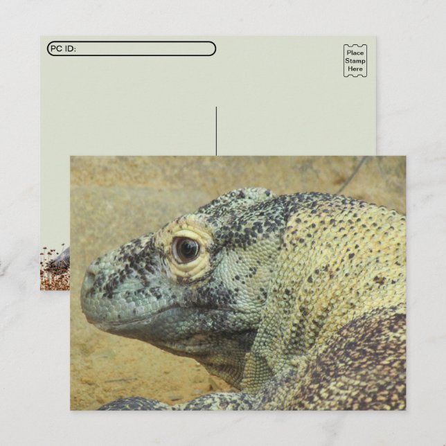 Postcross - Komodo Dragon Vykort (Fram/baksida)