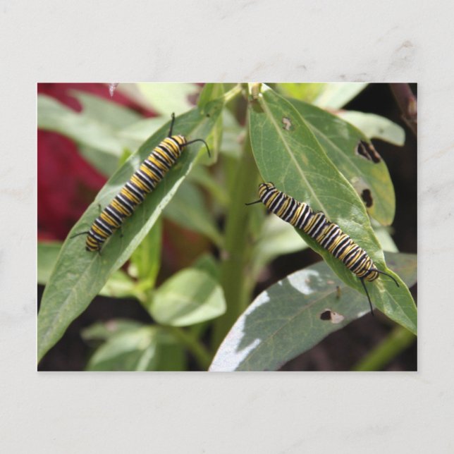 Postcross - Monarch butterfly caterpelare Vykort (Framsida)