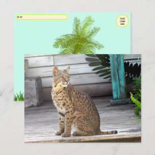 Postcross - Pic of a Florida Bobcat Vykort