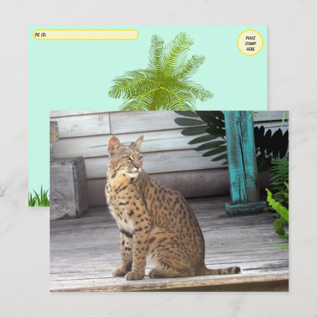 Postcross - Pic of a Florida Bobcat Vykort (Fram/baksida)