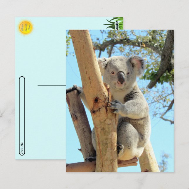 Postcross - Pic of Koala Vykort (Fram/baksida)
