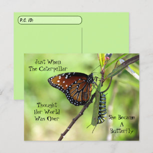 Postcross Queen Butterfly & Monarch w/ ID Box Vykort