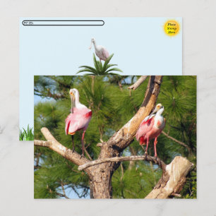 Postcross - Roseate Spoonbill - Florida Postcard Vykort