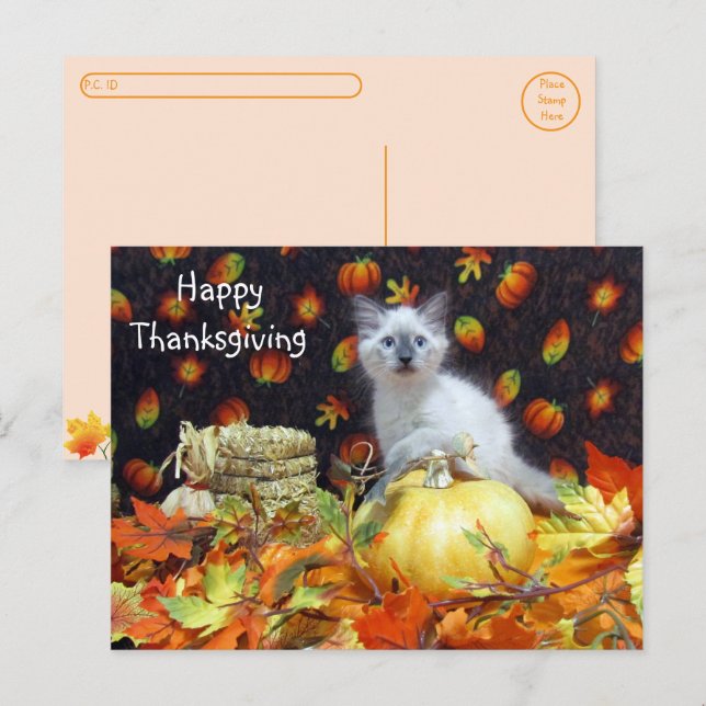 Postcross - Savannah Siamese Cats Thanksgiving Vykort (Fram/baksida)
