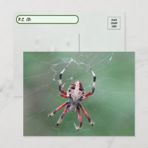 Postcross Spoted Orbweaver Spider Postcard Vykort