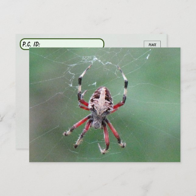 Postcross Spoted Orbweaver Spider Postcard Vykort (Fram/baksida)