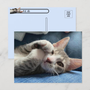 Postcross Tito Bandito Cutest Kitten / Katt Vykort