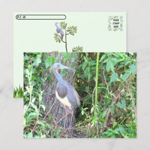 Postcross - Tri-Färg Heron Bygger ett bo Vykort