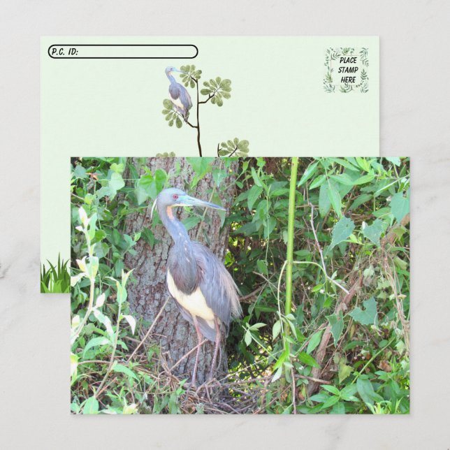 Postcross - Tri-Färg Heron Bygger ett bo Vykort (Fram/baksida)