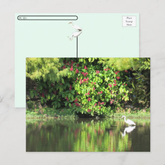 Postcrossing:  A Great Egret Fishing in the Swamp Helg Vykort