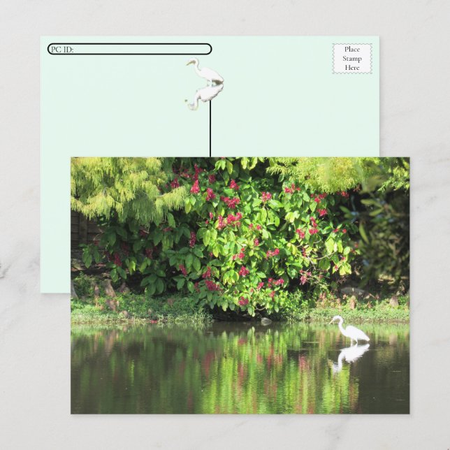 Postcrossing:  A Great Egret Fishing in the Swamp Helg Vykort (Fram/baksida)