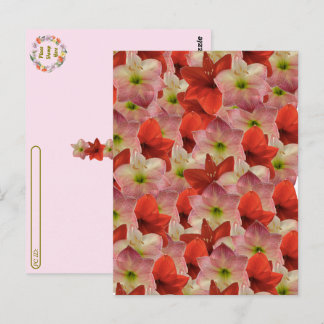 Postcrossing - Amaryllis Blommig Postkort Vykort
