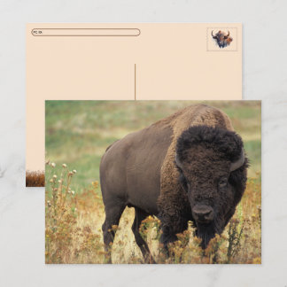 Postcrossing Amerikansk Bison / Buffalo Vykort
