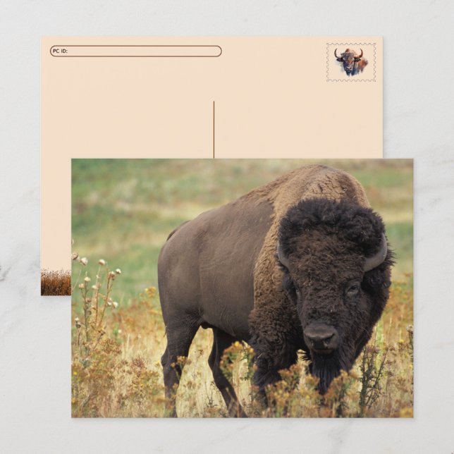 Postcrossing Amerikansk Bison / Buffalo Vykort (Fram/baksida)