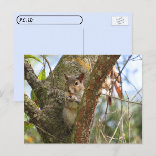 Postcrossing Bild på en bedårande ekorre Vykort