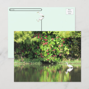 Postcrossing: En Ägret Fiskar i Sumpmark Helg Vykort