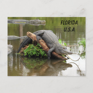 Postcrossing Florida Alligator med ID Box Vykort