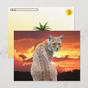 Postcrossing - Florida Bobcat med vacker solnedgån Vykort