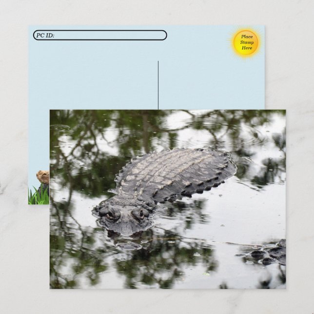 Postcrossing - Gator Reflektioner i träsket Vykort (Fram/baksida)