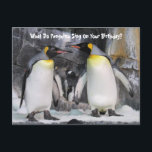 Postcrossing Kung Pingviner Roligt Födelsedag Post Vykort<br><div class="desc">Bild på två kungspingviner som berättar ett födelsedagsvits</div>