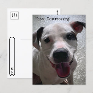Postcrossing Major Pit Bull- brevbok Vykort