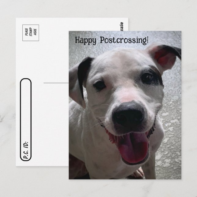 Postcrossing Major Pit Bull- brevbok Vykort (Fram/baksida)