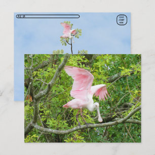 Postcrossing - Rosenskedstork Postkort Vykort