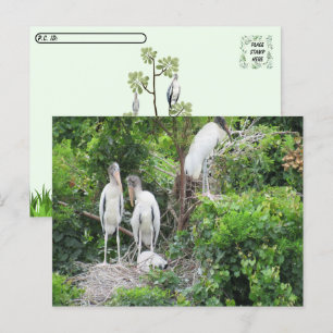 Postcrossing - Stork och Juveniler Vykort