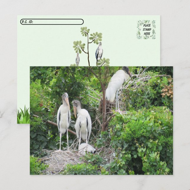 Postcrossing - Stork och Juveniler Vykort (Fram/baksida)