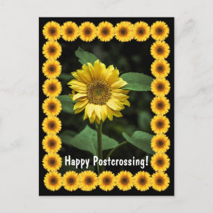 Postcrossing Sunflower - Vykort
