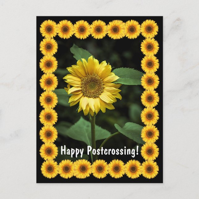 Postcrossing Sunflower - Vykort (Framsida)